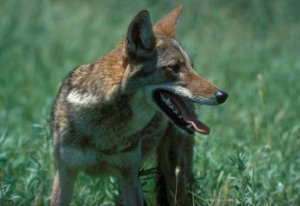 Coyote626_8_40_web