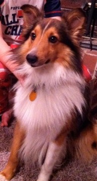 Sheltie dog